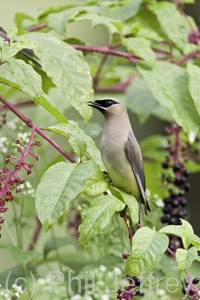 Cedar Waxwing