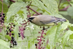 Cedar Waxwing