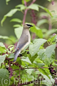 Cedar Waxwing