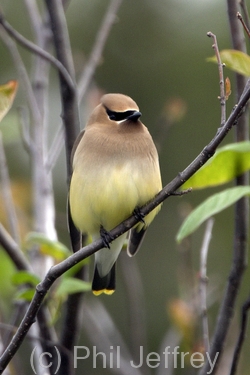 Cedar Waxwing