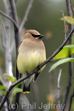 Cedar Waxwing