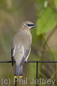 Cedar Waxwing