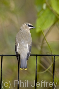 Cedar Waxwing