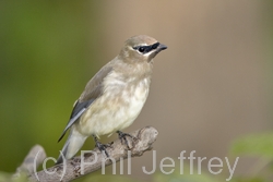 Cedar Waxwing