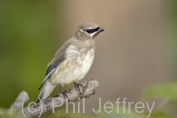 Cedar Waxwing