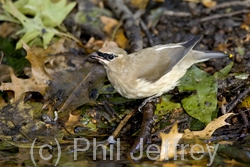 Cedar Waxwing