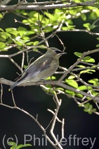 Cedar Waxwing