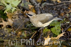 Cedar Waxwing