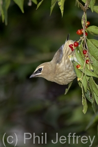 Cedar Waxwing