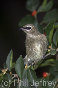 Cedar Waxwing