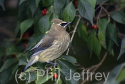 Cedar Waxwing