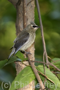 Cedar Waxwing