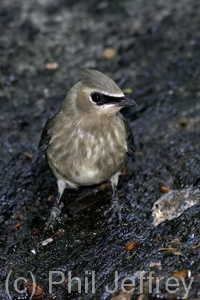 Cedar Waxwing