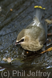 Cedar Waxwing