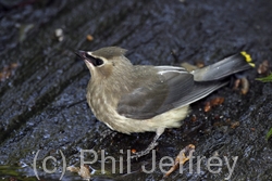 Cedar Waxwing