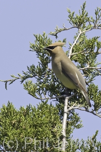 Cedar Waxwing