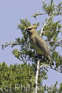 Cedar Waxwing