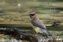 Cedar Waxwing
