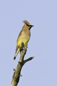 Cedar Waxwing