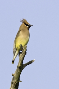 Cedar Waxwing