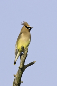 Cedar Waxwing