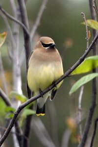 Cedar Waxwing