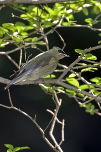 Cedar Waxwing