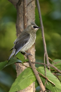 Cedar Waxwing