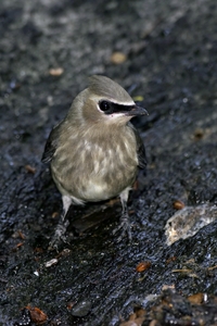 Cedar Waxwing