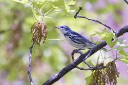 Cerulean Warbler