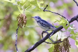 Cerulean Warbler