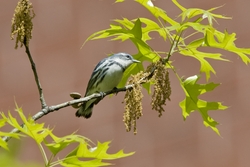 Cerulean Warbler