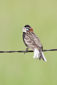 Chestnut-collared Longspur