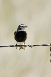 Chestnut-collared Longspur