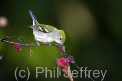 Chestnut-sided Warbler