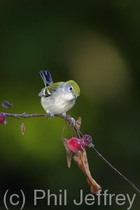 Chestnut-sided Warbler