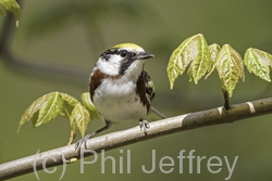 Chestnut-sided Warbler