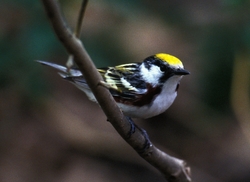 Chestnut-sided Warbler