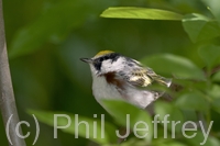 Chestnut-sided Warbler