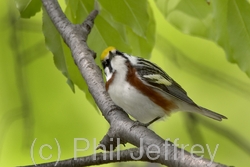 Chestnut-sided Warbler