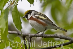 Chestnut-sided Warbler