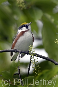 Chestnut-sided Warbler