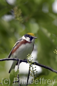 Chestnut-sided Warbler