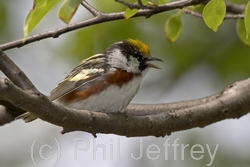 Chestnut-sided Warbler