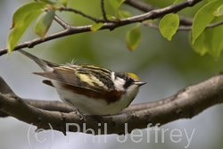 Chestnut-sided Warbler