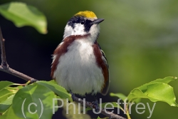 Chestnut-sided Warbler