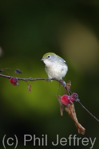 Chestnut-sided Warbler