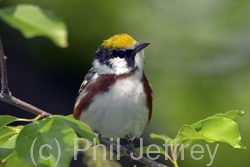 Chestnut-sided Warbler