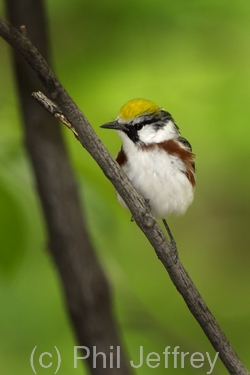 Chestnut-sided Warbler