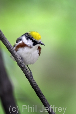 Chestnut-sided Warbler